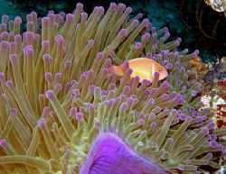 Purple Annenome/Annenome Fish,Solomon Islands 10 day dive... by Stephen Juarez 